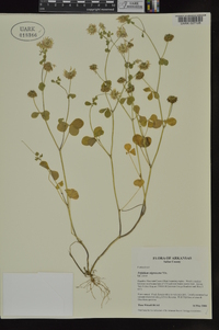 Trifolium nigrescens image