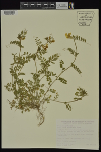 Vicia grandiflora image