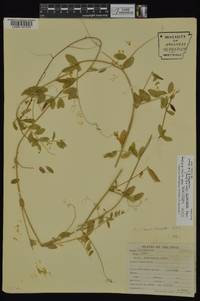 Vicia ludoviciana subsp. leavenworthii image