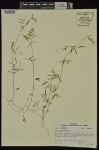 Vicia minutiflora image