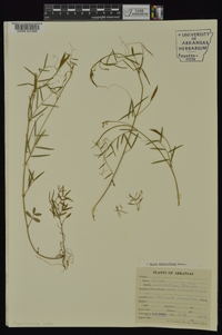 Vicia minutiflora image