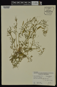 Vicia minutiflora image