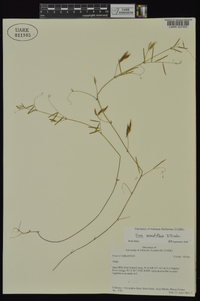 Vicia minutiflora image