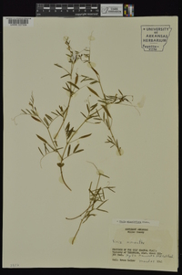 Vicia minutiflora image