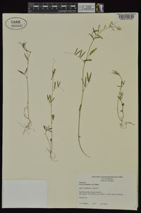 Vicia minutiflora image