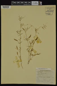 Vicia minutiflora image