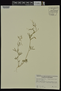 Vicia minutiflora image