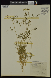 Vicia minutiflora image