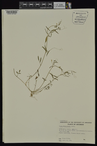 Vicia minutiflora image