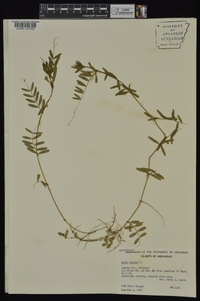 Vicia sativa subsp. nigra image