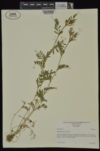 Vicia sativa subsp. nigra image