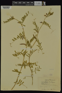 Vicia sativa subsp. nigra image