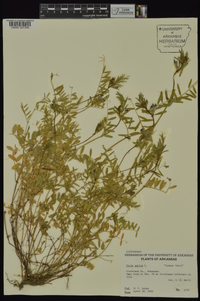 Vicia sativa subsp. nigra image