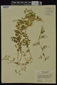 Vicia sativa subsp. nigra image