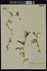 Vicia sativa subsp. nigra image