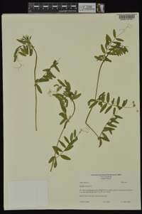 Vicia sativa subsp. nigra image