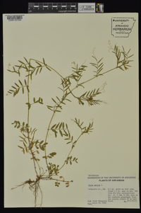 Vicia sativa subsp. nigra image