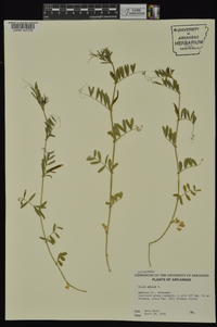 Vicia sativa subsp. nigra image