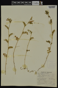 Vicia sativa subsp. nigra image