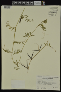 Vicia sativa subsp. nigra image