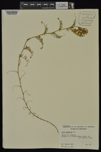 Vicia villosa subsp. varia image
