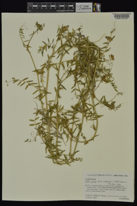 Vicia villosa subsp. varia image