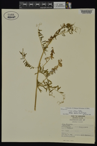 Vicia villosa subsp. varia image