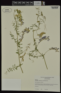 Vicia villosa subsp. varia image