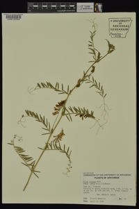 Vicia villosa subsp. varia image