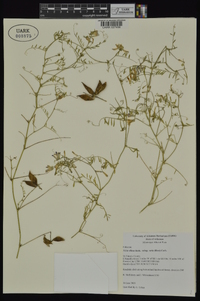 Vicia villosa subsp. varia image