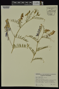 Vicia villosa subsp. varia image