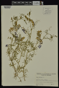 Vicia villosa subsp. varia image