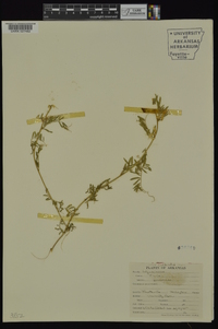 Vicia pannonica image
