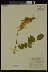 Wisteria frutescens image