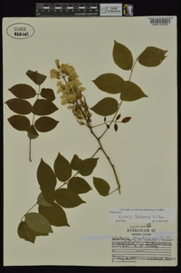 Wisteria frutescens image