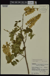 Wisteria frutescens image