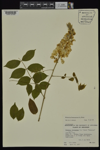 Wisteria frutescens image