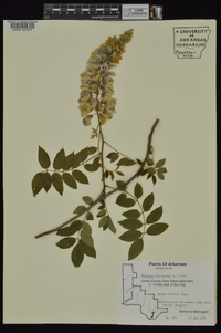 Wisteria frutescens image