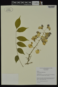 Wisteria sinensis image