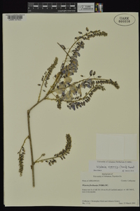 Wisteria sinensis image