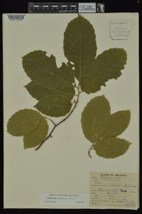 Castanea mollissima image