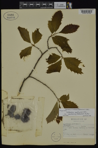 Castanea pumila var. ozarkensis image