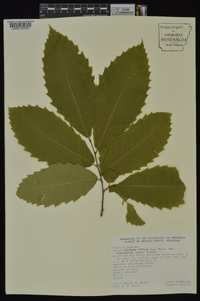 Castanea pumila var. ozarkensis image