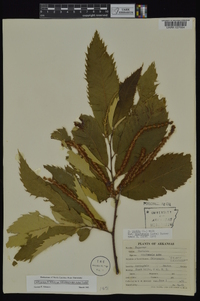 Castanea pumila var. ozarkensis image