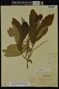 Castanea pumila var. ozarkensis image