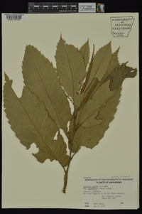 Castanea pumila var. ozarkensis image