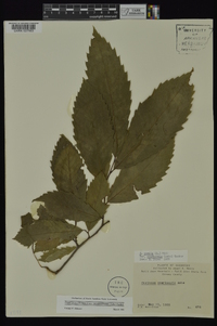 Castanea pumila var. ozarkensis image