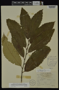 Castanea pumila var. ozarkensis image