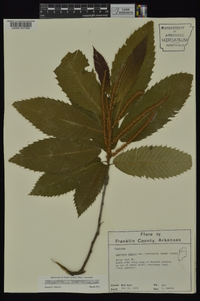 Castanea pumila var. ozarkensis image