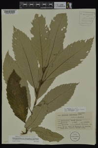 Castanea pumila var. ozarkensis image